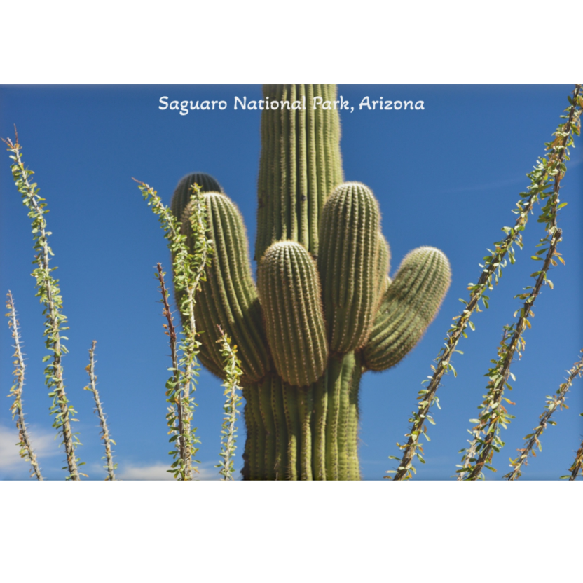 Saguaro cactus with ocotillo plants against a blue sky at Saguaro National Park, Arizona.
