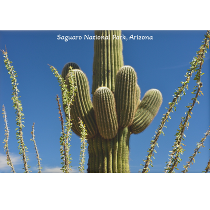 Saguaro cactus with ocotillo plants against a blue sky at Saguaro National Park, Arizona.