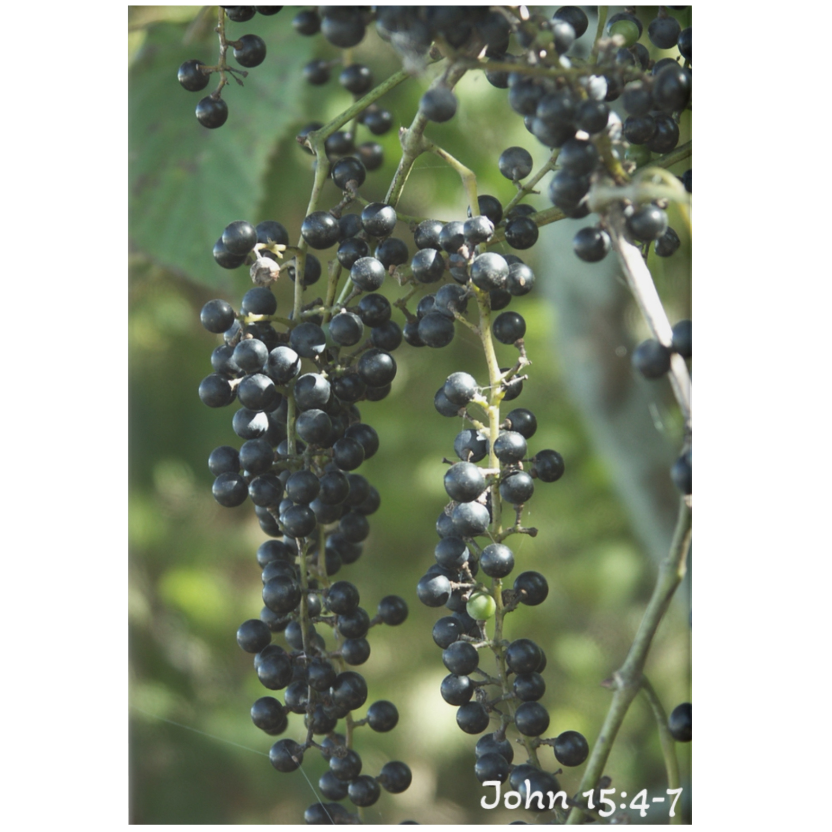 Cluster of dark berries on a branch with a blurred green background